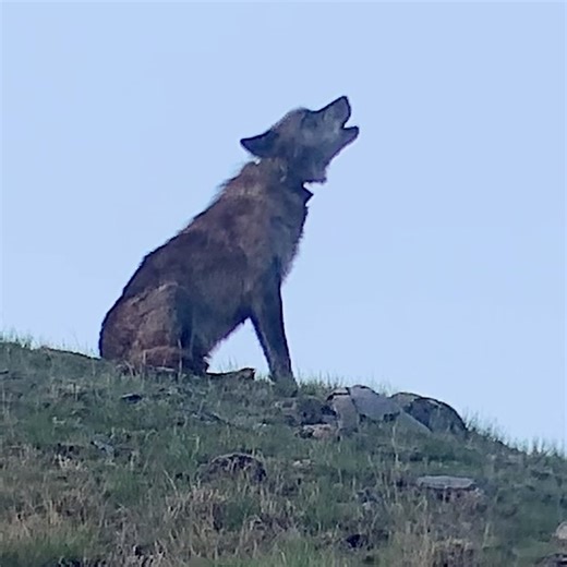 10K views · 205 reactions | This was perfect timing for this special moment. We had just pulled up wondering what everyone was watching and right out our window on the ridge this Resuce Creek wolf was sitting there howling! Wish you could hear the howl, but there were cars that unfortunately were running in the lane next to us. Yellowstone National Park #wolves #nature #fblifestyle | Holm On The Range | Facebook