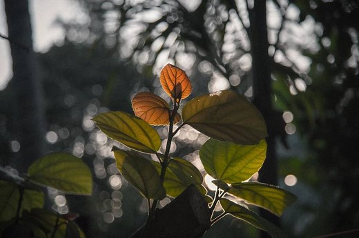 5 Key Reasons Plants Are Growing Sideways (And How To Fix This Problem)