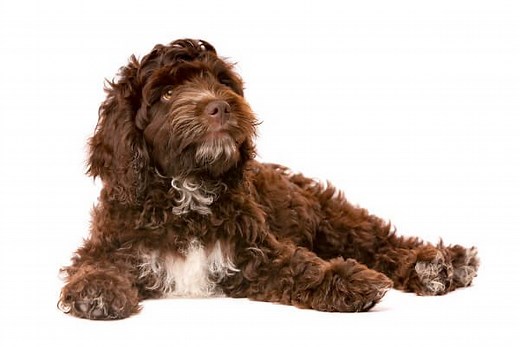 Cavapoo Vs Cockapoo: 4 Important Differences Explained - CavapooLove