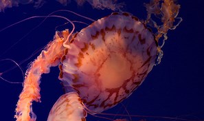 Share InDesign projects