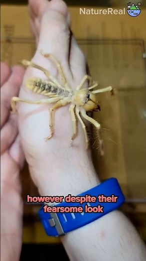Camel Spider: The Speed Demon of the Desert Sands!