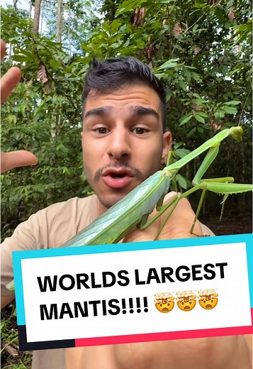 Discover the World's Largest Mantis Species