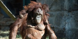 What Are Orangutans Thinking?