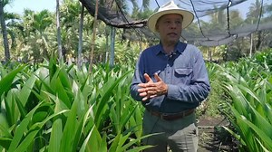 Coco enano Colima | Identidades: Difusión de la Cultura Mexicana