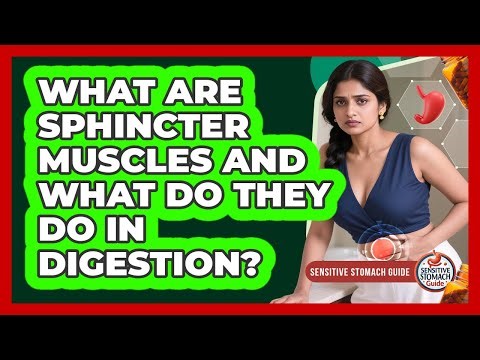 What Are Sphincter Muscles And What Do They Do In Digestion? - Sensitive Stomach Guide