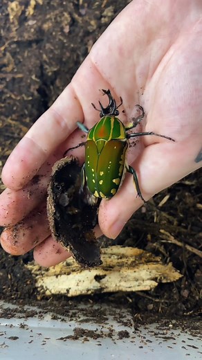 African Flower Beetle Larvae and Cocoon Exploration
