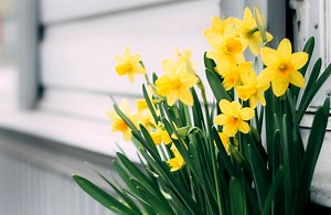 Your Guide to Daffodils: The Ultimate Spring Flower - The Plant Dimension