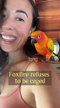 Foxfire came up with his own sleeping arrangement