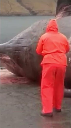 When Animals Explode?! 😱 💣 #ExplodingAnimals #WeirdAnimalFacts #NatureFacts