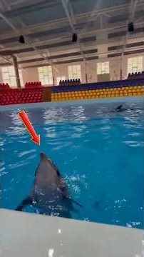 The Ocean Looks Different When Dolphins Appear #shorts