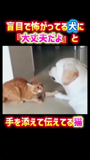 A cat that gives a hand to a blind and scared dog and says "It's okay"✨ #Impression #Cat #dog