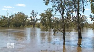 84K views · 791 reactions | The River Murray flood threat has intensified with experts now predicting more water and more damage. The state government today revealed up to 4000 homes will be impacted and that major roads and ferry services will soon close. #9News | WATCH LIVE 6pm | 9 News Adelaide | Facebook