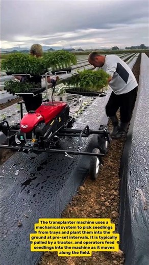 Automated Planting: Revolutionizing Farming with Transplanter Machines!