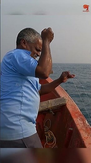 Catching Barracuda Using Squid as Bait! #fishing #fishingvideo #fishingtime