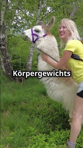 Lamas: Mehr als nur Kuscheltiere! Unglaubliche Fakten! #animals #erstaunlich #fakten #wissen #tiere