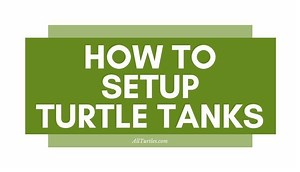 Step By Step Turtle Tank Setup Guide - All Turtles