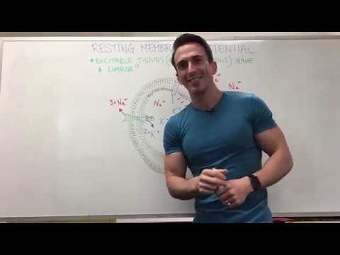 Resting Membrane Potential | Nervous System