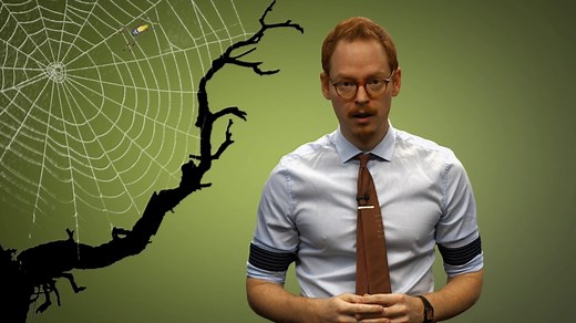 Ask Smithsonian: How Do Spiders Make a Web?