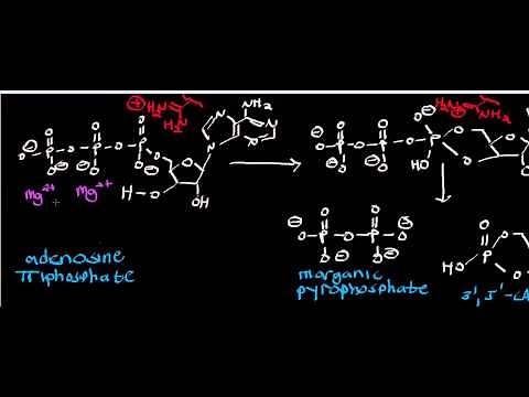 Biochemistry | Adenylate Cyclase Mechanism + Inorganic Pyrophosphatase Mechanism