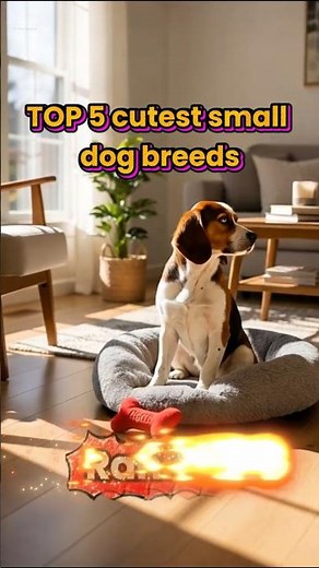 Top 5 Cutest Small Dog Breeds - Ranked