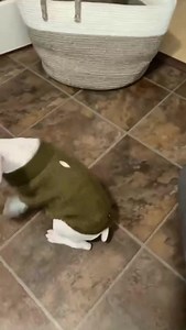 151K views · 9.9K reactions | This is Karl. He’s been working on his bark. Turns out it’s WAY too powerful. 12/10 (follow @toddandsophie_boxers on Instagram) | We Rate Dogs | Facebook