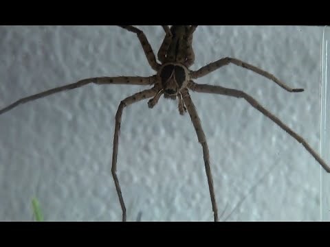 World’s Fastest Spider in Action; Giant Huntsman Spider