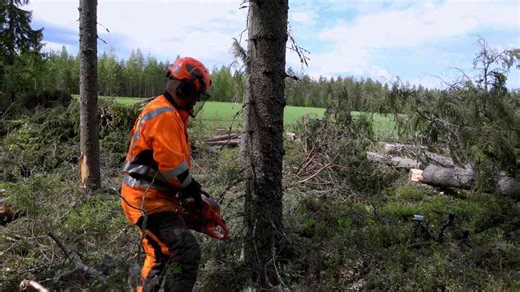 Efficient Version of the Shark Gill Tree Felling Method
