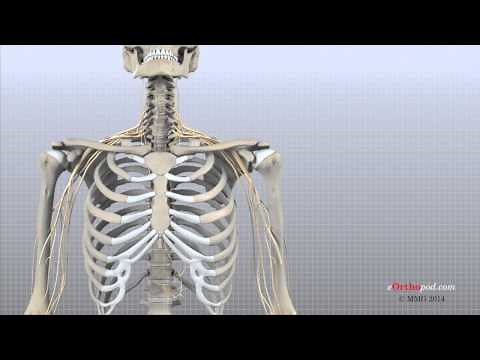 Cervical Spine Anatomy (eOrthopod)