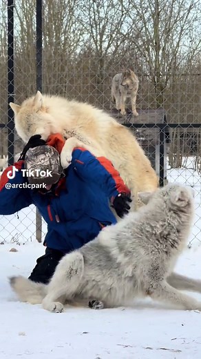 Understanding Wolf Pack Behavior in the Wild