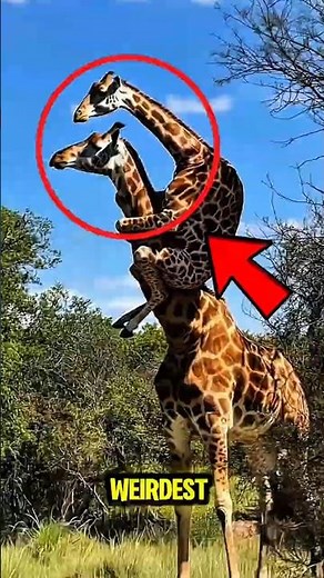 Top 5 WEIRDEST Animals Caught on Camera 🐙🤯📸 #weirdanimals #animalfacts #effect