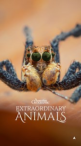 Watch out! 👀🕷️ Portia spiders are brilliant problem solvers thanks to their keen eyes. They love to feast on fellow spiders, planning their attack with their multiple pairs of eyes. By mapping their world in 3D, these jumping spiders are ready to take on spiders twice their size. #ausgeo #seeaustralia #australia #spider #macro | Australian Geographic