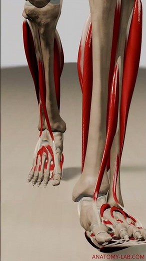 Unveiling Human Anatomy: 3D Animation Walk Cycle (Front View, Deep Muscle Layers)