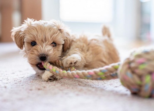Everything You Need to Know About Puppy Teething