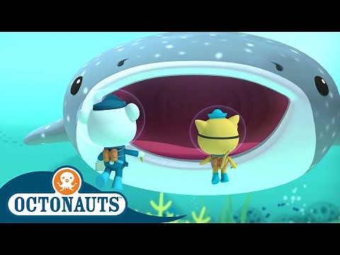 Octonauts - The Whale Shark | Full Episode 10 | Cartoons for Kids | Underwater Sea Education