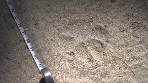 WOLF TRACKED IN CENTRAL OREGON The wolf population is expanding across the Pacific Northwest, but wolves are a rare sight in Central Oregon until this morning. A collared wolf showed near Wikiup Reservoir this morning, and Central Oregon Daily was there when U.S. Fish and Wildlife Service picked up the scent. | Central Oregon Daily News