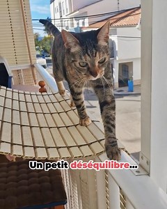 Des solutions sur mesure, conçues à Paris, pour offrir à votre chat un espace digne de lui. Discrétion, design, sécurité. Faites appel à l’expertise Mon Chat mon Amour. | Mon Chat Mon Amour - Filet de protection chat