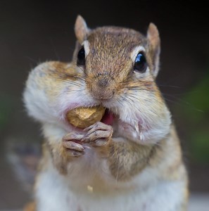 11 Types of Rodents in Georgia! (w/Pics)