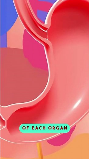 The SMALL INTESTINES | Main Role of Small Intestines in DIGESTION #shorts