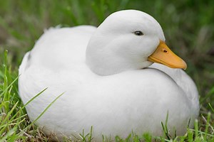 Call Duck Breed (Everything you Need to Know)