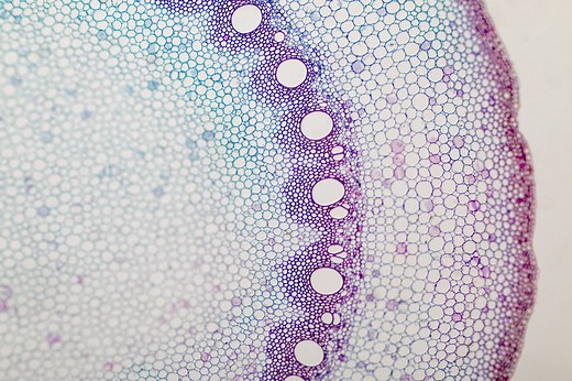 How To Calculate Magnification On A Light Microscope - Sciencing