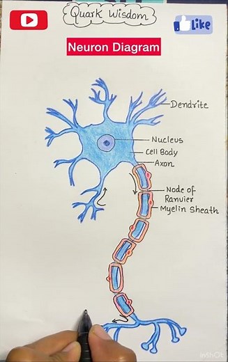 Structure of a Neuron: Simplified
