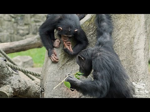 How Chimpanzees Make and Use Tools at Taronga Zoo Sydney