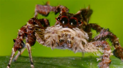 Is tiny Portia the smartest spider in the world?