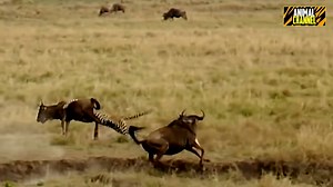 3.1M views · 31K reactions | Animal Planet Channel | Eyewitness News - LIVE | Facebook