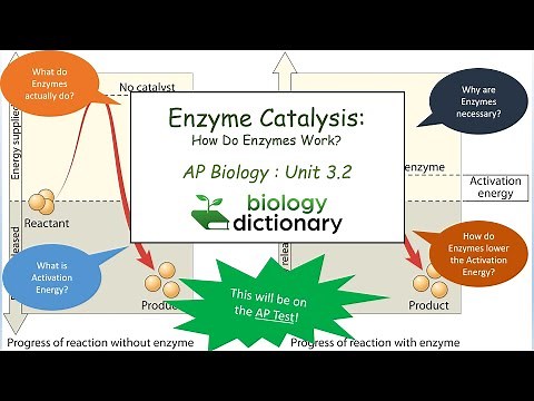 Enzyme Catalysis: How Do Enzymes Work? | AP Biology 3.2