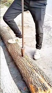 Using a spiked rotary tool to strip bark from a log or squared timber