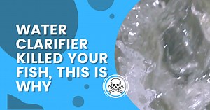 Water Clarifier Killed Your Fish? Here’s Why