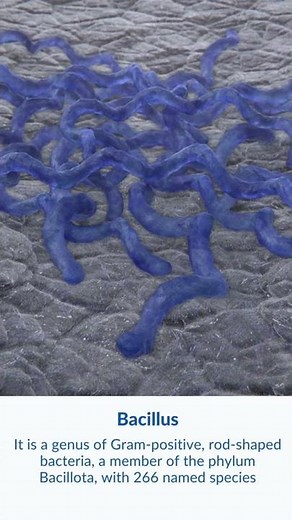 What is Bacillus Bacteria?