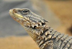 Giant Girdled Lizard