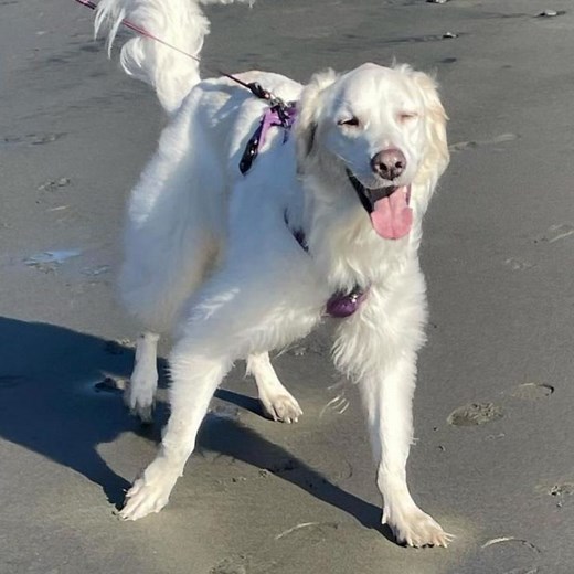 Golden Pyrenees: Golden Retriever & Great Pyrenees Mix Guide